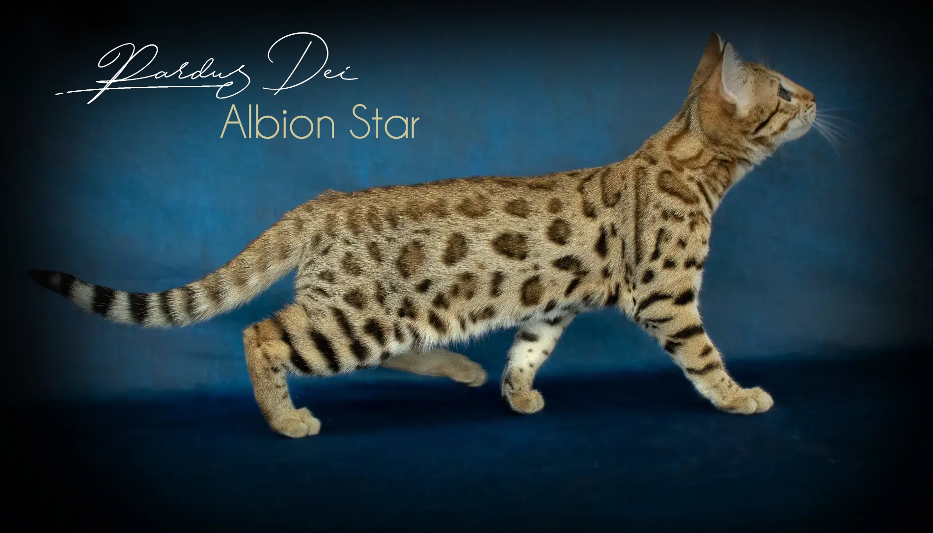 Chat Bengal